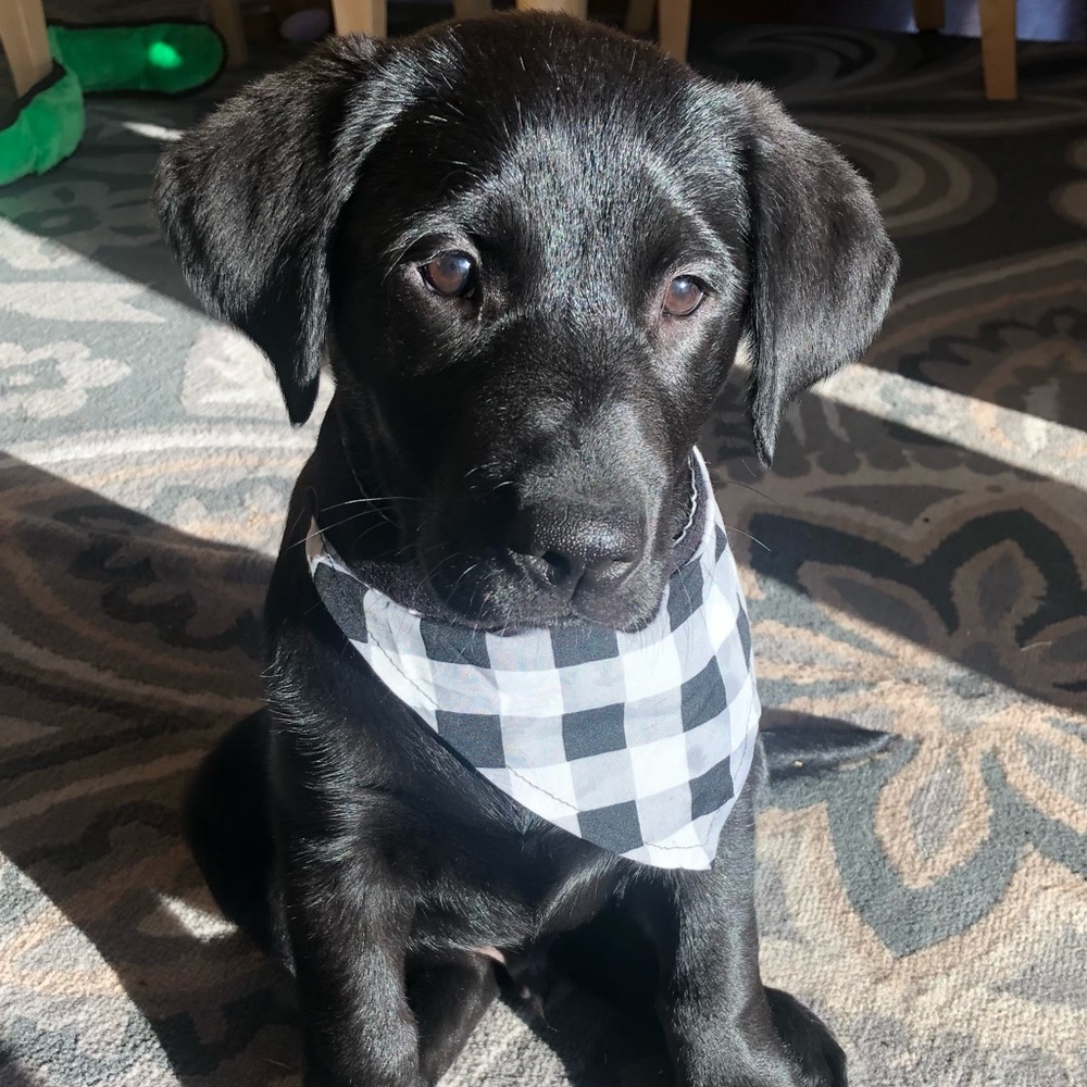 Meet your Posher, Michelle